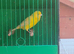 Cock canaries for sale