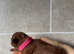 Asian Poodle Girl Puppy