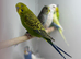 Baby budgies
