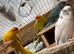 Stunning Kakarikis