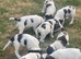 English Springer Spaniel puppies Girls