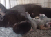 Beautiful, loving well raised kittens