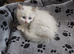 RAGDOLLS BICOLOUR BOY GIRL BLUE EYES