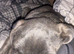 Cane corso puppy 10 months old