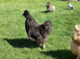 Silkies