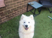 Female Samoyed