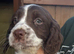 Sprocker puppies