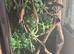 Male dragon and other reptiles read description