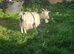 Goats for sale