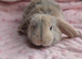 French Lop Rabbits – Ready from 4th September