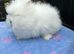Lionhead Bunnies