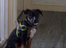 Staffy/Rottweiler
