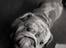 English bulldog male.