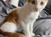 Male kittens