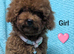 Adorable Asian red toy poodles
