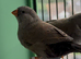 Charcoal zebra finch hen