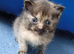 Ragdoll x Persian kittens ready for reservation!