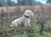 Sealyham puppies for sale
