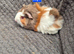 Guine Pigs looking for new homes