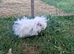 4 Female Guinea Pigs