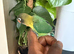 Hand tamed Lovebird