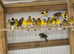 Young canaries available.
