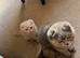 Scottish fold boy