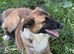 MEET MICA &ndash; A LOVING, PLAYFUL MALINOIS-MIX GIRL