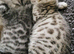 Very beautiful Bengal boy