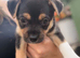 Chihuahua X Boy Puppies (only 3 left)
