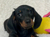 Beautiful miniature dachshund puppies