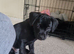 Patterdale mixed breed