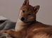 Male Shiba Inu looking for a new forever home