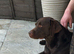 Female chocolate labrador