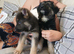 Stunning KC reg straight back German Shepherd pups