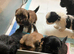 Lhasa cross shihtzu puppies
