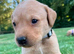 Adorable KC Labrador puppies for sale