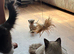 Ragdoll seal point kittens born 19/07/26