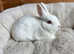 REW male Netherland dwarf