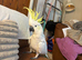 Sulphur crested cockatoo
