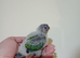Hand rearing Baby suncheeck