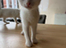 2 white female kitten ones deaf