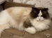 Ragdoll Kitten boy