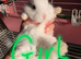 Baby French lops