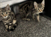 2 tabby kittens