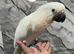 Friendly HandReared Super Tame Cuddly Umbrella Cockatoo Parrot,30