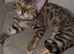 Stunning Bengal Cats &ndash; Very Playful & Affectionate &ndash; Need Loving Home