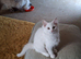 Gorgeous little boy kitten