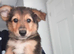 German shepard x collies