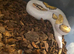 Royal pythons